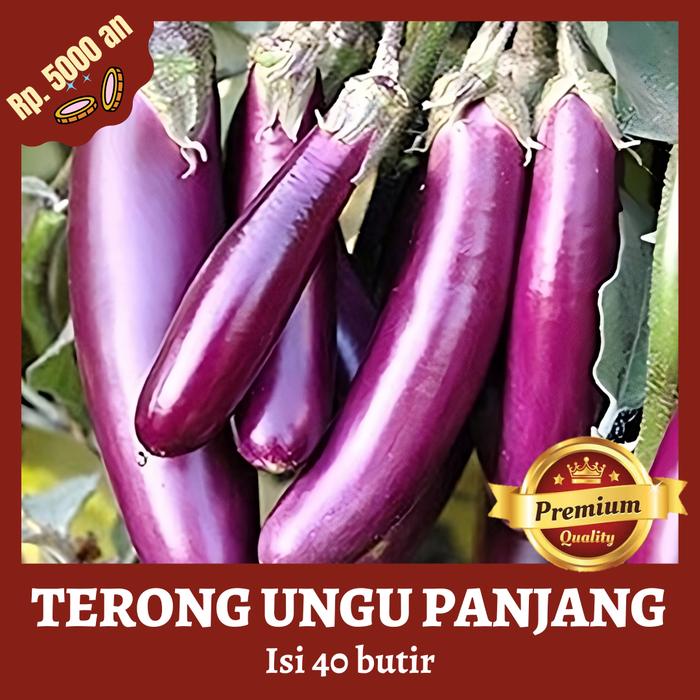 Gambar Benih Bibit Sayur Terong Ungu Panjang 40 Butir Terong super Tahan Layu dari Rumah Vinca 19 undefined Tokopedia