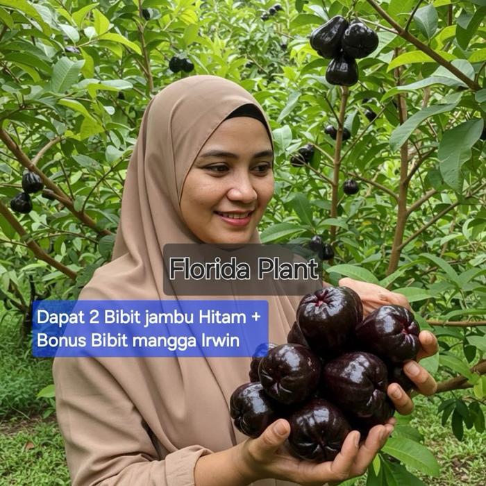 Gambar Bibit Jambu Air Hitam Black Guava Dapat 2 Bibit + Bonus Bibit Mangga IRWIN dari Florida Plants undefined Tokopedia