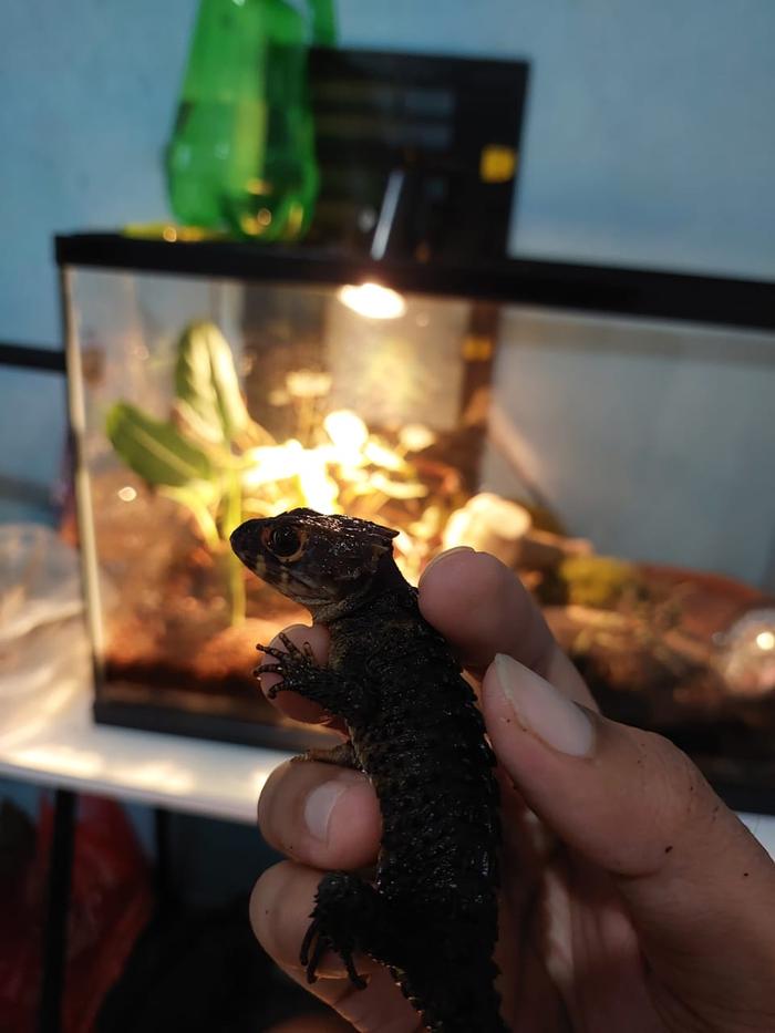 Gambar Crocodile skink, kadal duri mata merah 5 pcs dari reptilangs undefined Tokopedia