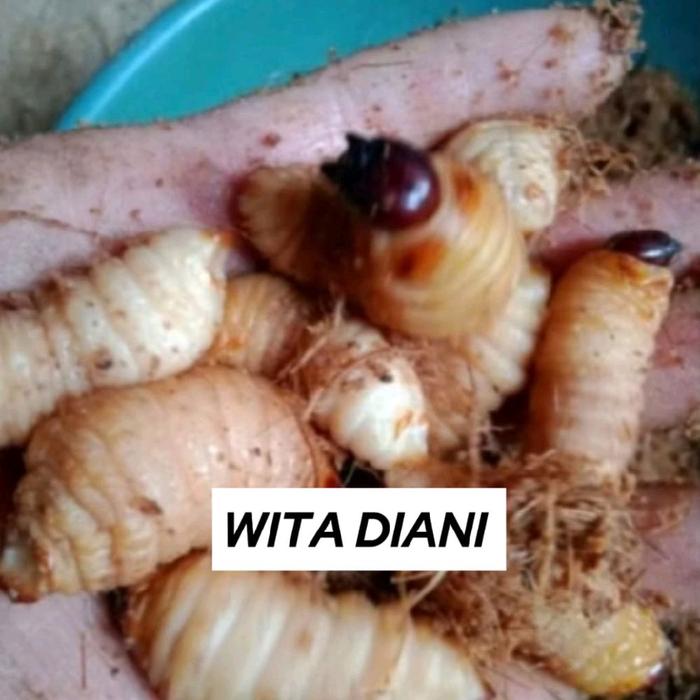 Gambar ulat sagu umpan pancing Per 25 Biji super gacor dari Witadiani undefined Tokopedia
