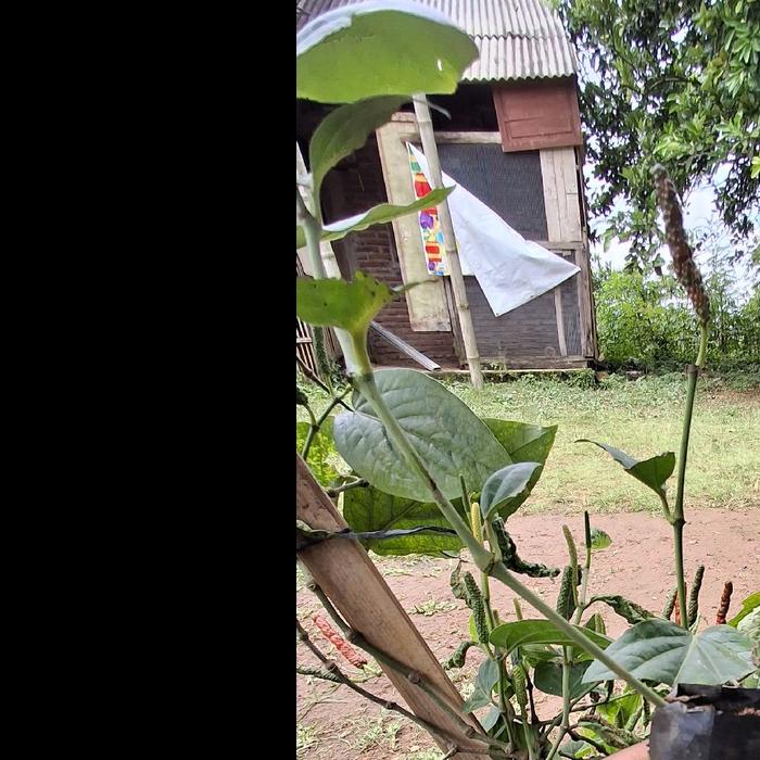 Gambar bibit cabe jawa/cabe jamu dari Dani Mahesa Kudus undefined Tokopedia