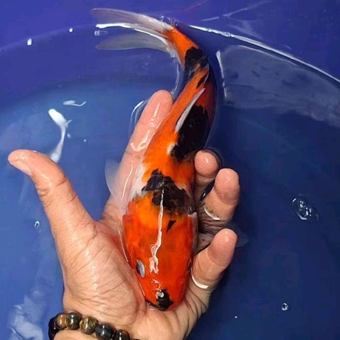 Gambar Ikan Koi Blitar Jenis Showa / Rumah Koi Jakarta / kode 0015 dari Rumah Koi Jakarta_NEW undefined Tokopedia