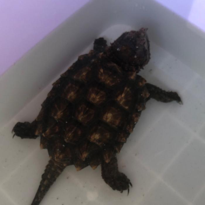 Gambar Alligator Snapping Turtle dari Kuromo undefined 5 Tokopedia