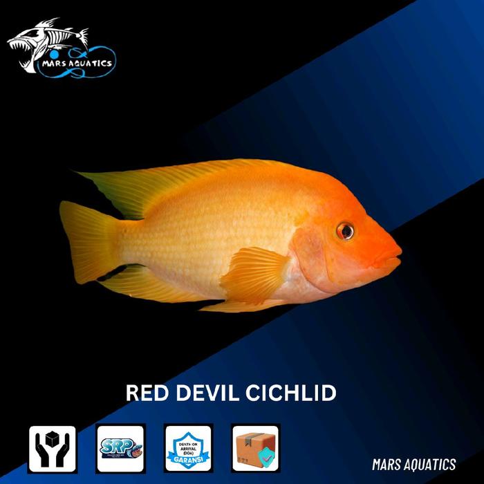 Gambar IKAN HIAS RED DEVIL CICHLID TANKMATE TERMURAH dari Mars Aquatics undefined Tokopedia