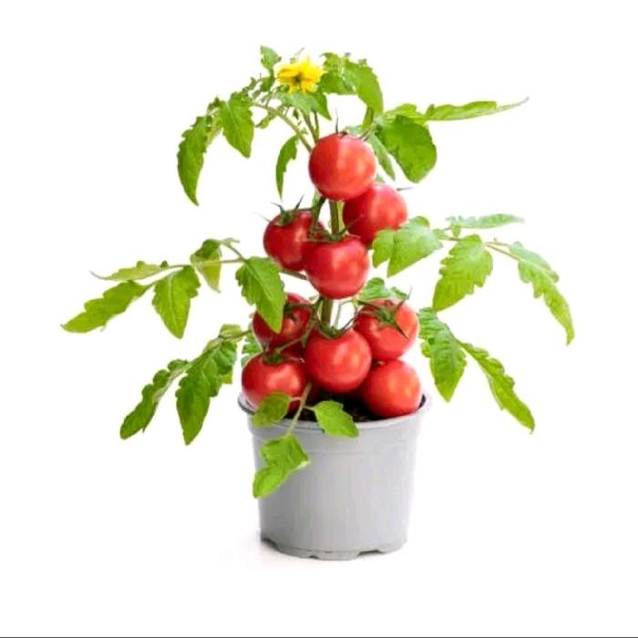 Gambar bibit pohon tomat chery / pohon buah tomat merah dari Della Taman_NEW undefined Tokopedia