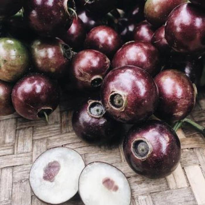 Gambar Beli 2 Lebih Hemat - Bibit Tanaman Buah Kupa I Gowok - Berbuah Lebat Harga Murah dari grosirpiringsendok terbaarry undefined Tokopedia