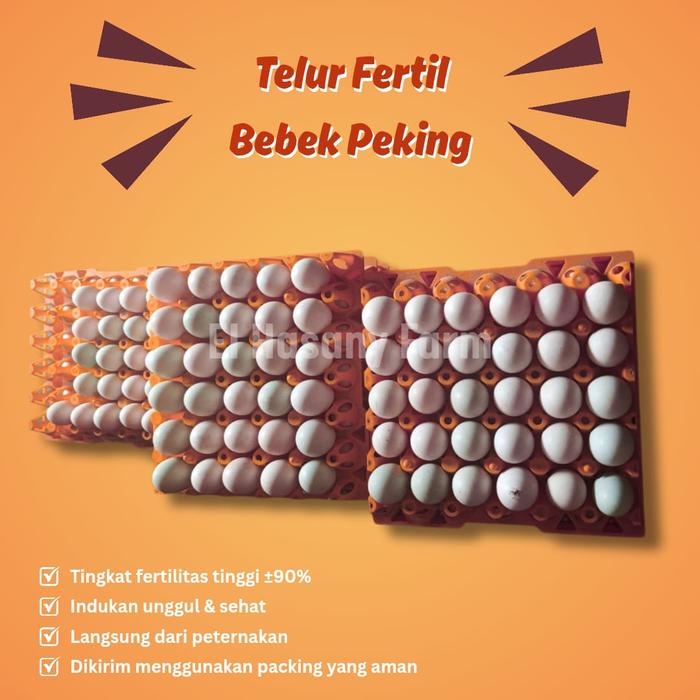Gambar Telur fertil bebek Peking - 30 butir dari Elhasanyfarm undefined Tokopedia