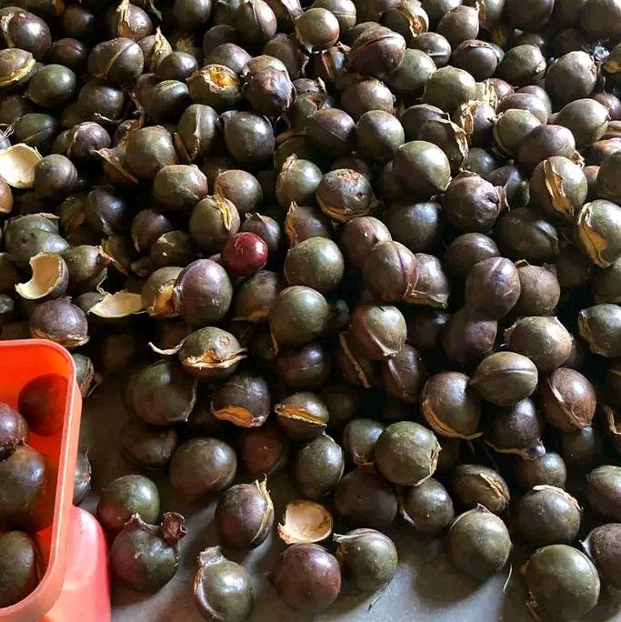 Gambar buah jengkol tua kulitan super lampung paling laris cabe gendot Zuriat - 500gr dari Cii dhefa shop undefined Tokopedia