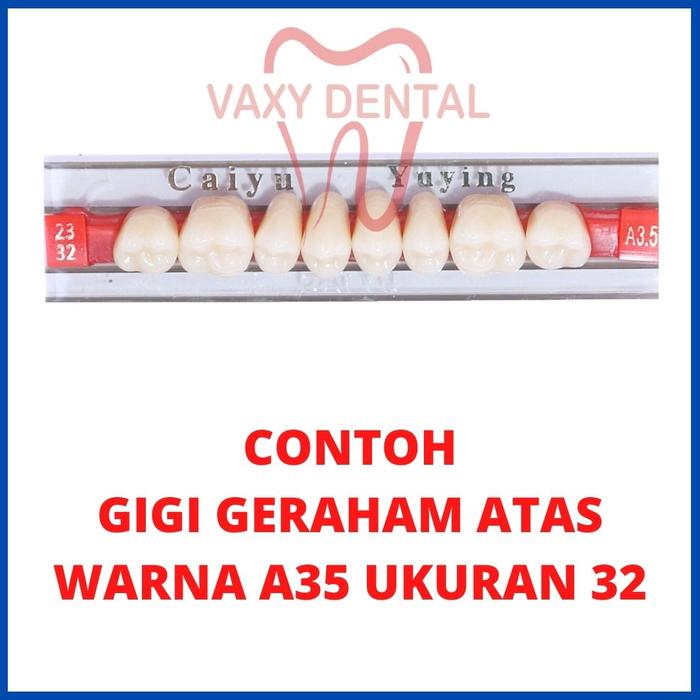 Gambar Gigi Caiyu Geraham Atas 1 Dus/box/pack/kotak Isi 12 Papan/butir Gigi Palsu Merk Cayyu Yuying Posterior Upper Lepas Pasang Permanen Instan Penutup Ompong Atas Bawah Satu Set Untuk Orang Dewasa Kuat Tahan Lama Awet Warna Tahan Rebus dari uyrahdgarej54 undefined Tokopedia