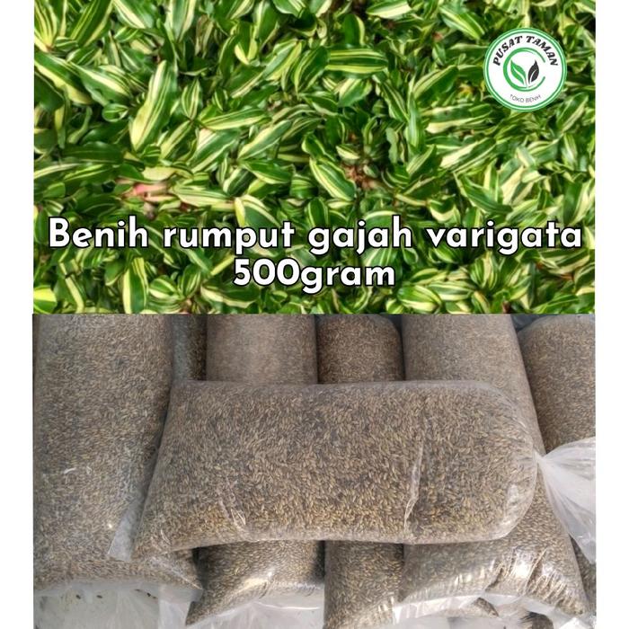 Gambar benih rumput gajah mini varigata 500gram - rumput hidup benih dari PUSATBENIH.ID undefined Tokopedia