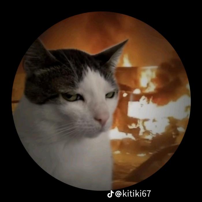 Gambar poto meme kucing buat gantungan kunci - hitam, biru, ungu dari alamsyah24 undefined Tokopedia