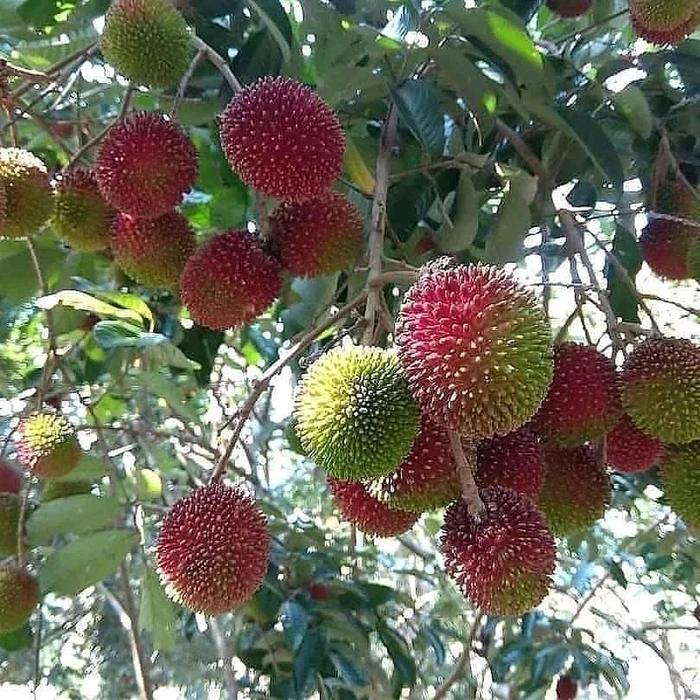 Gambar Bibit Rambutan Rapiah siap berbuah super unggul dari AL Garden Store undefined Tokopedia