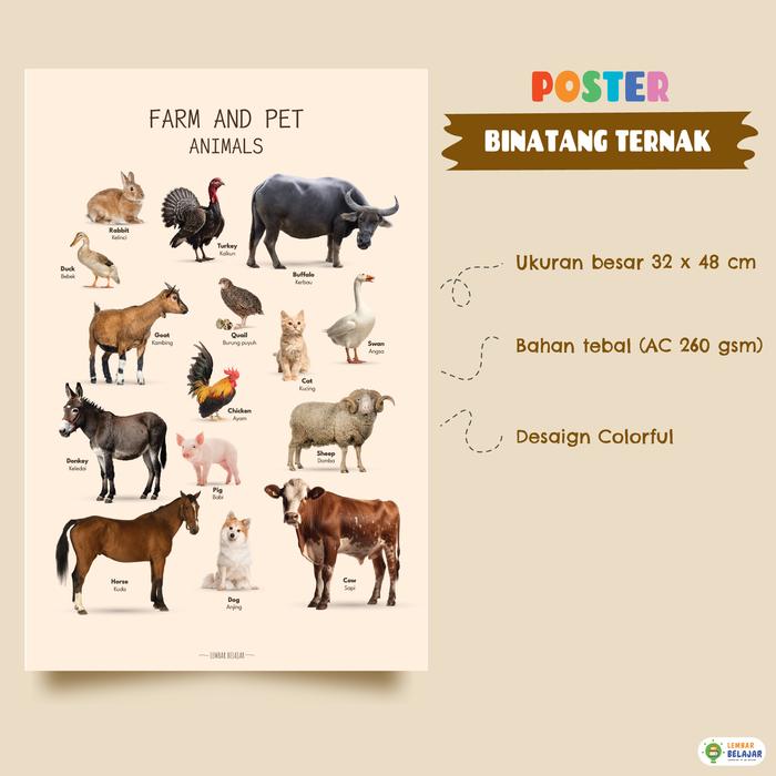 Gambar Lembar Belajar Poster Edukasi Hewan Ternak, Laut, Liar dan Reptil Seri Aesthetic Dengan Gambar Asli - Binatang Ternak, Tanpa Laminasi dari Lembar Belajar undefined Tokopedia