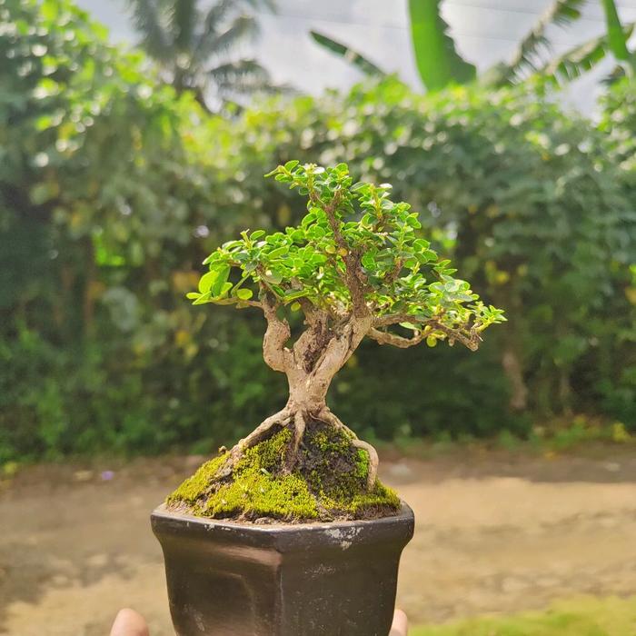 Gambar Bonsai sancang sito siap pajang - sancang sito pot segi enam dari SMW BONSAI undefined Tokopedia