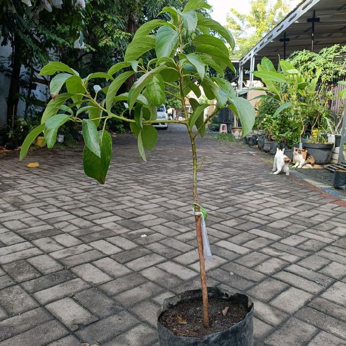 Gambar Tanaman Alpukat Aligator Spesialis Alpukat Dataran Rendah dari Petani Kota Organic undefined Tokopedia