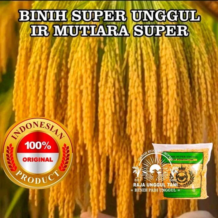 Gambar Raja Unggul Tani Benih Padi Ir Mutiara Super Kualitas Unggul 5kg Potensi Hasil 10-13 Ton Per Hektar Umur 95-97 Hari dari ALAM JAYA TANI 01 09 undefined Tokopedia
