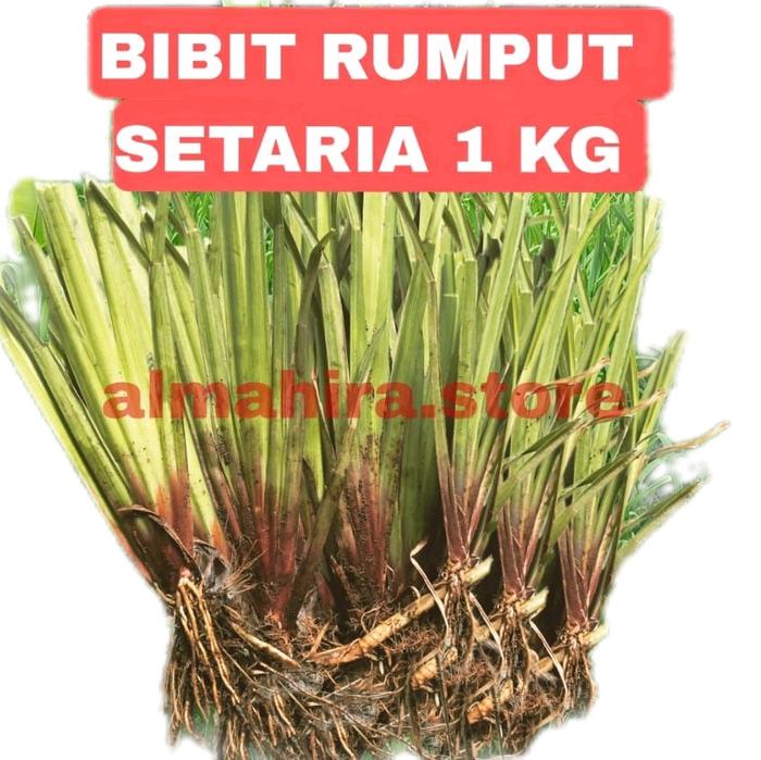 Gambar Bibit rumput setaria 1 kg pakan ternak bibit setaria 1 kg dari jehan farm bogor undefined Tokopedia