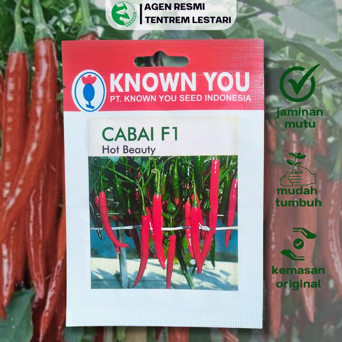 Gambar Benih Cabe Panjang F1 HOT BEAUTY 50 BIJI Known You Seed dari Kandang Tentrem Lestari undefined Tokopedia