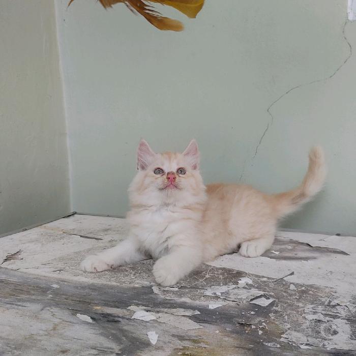 Gambar kucing kitten persia mix norwegian dan persia medium - mix norwe jantan dari Lumost undefined Tokopedia