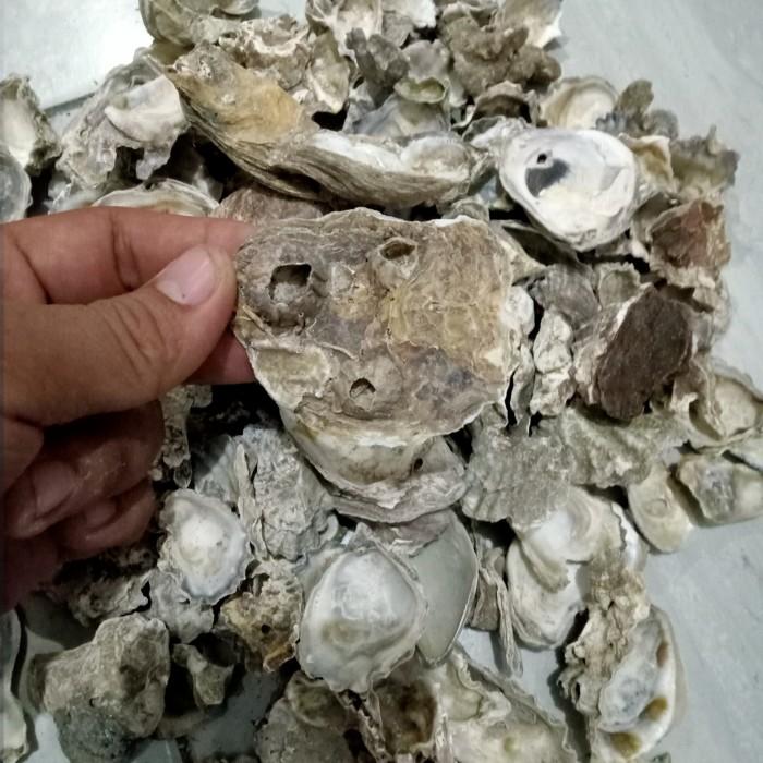 Gambar Cangkang Oyster Shell Kulit Kerang Tiram Media Filter Kolam Koi 1 kg dari Gibran D undefined Tokopedia