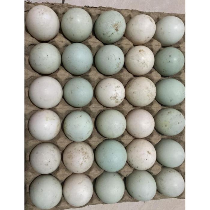 Gambar TELUR BEBEK MENTAH(LANGSUNG DARI KANDANG) dari Yindaki store undefined Tokopedia