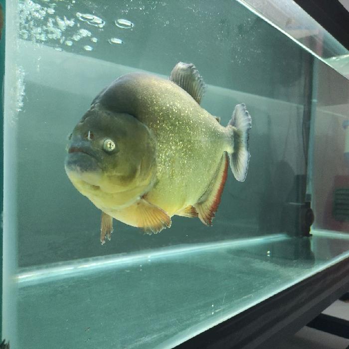 Gambar pygocentrus cariba dari Piranhaindo undefined Tokopedia