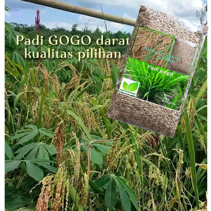 Gambar Bibit padi GOGO darat beras merah 1 kg dari Global Shop bdg undefined Tokopedia