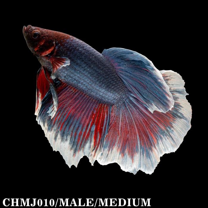 Gambar Betta Blue Mix Red Halfmoon / Cupang Biru Halfmoon - CHMJ010 dari Cupang Guppy Kingdom undefined Tokopedia