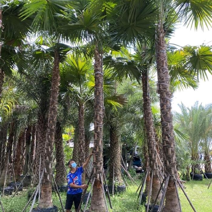 Sadeng Tree Jual Pohon palem sadeng / palem sadeng tinggi 5-6 meter / tanaman palem ...