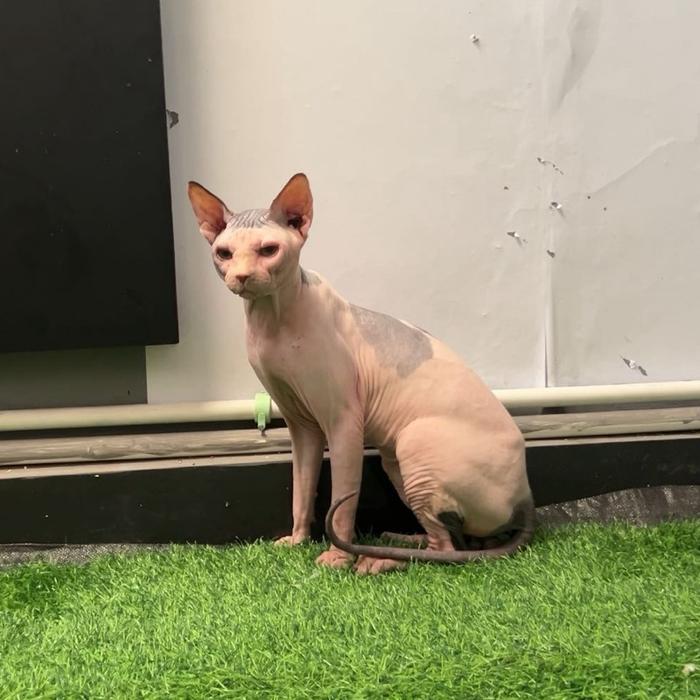 Gambar KUCING SPHYNX  - MALE - ADULT - ANIMALLS dari Animallsid undefined Tokopedia