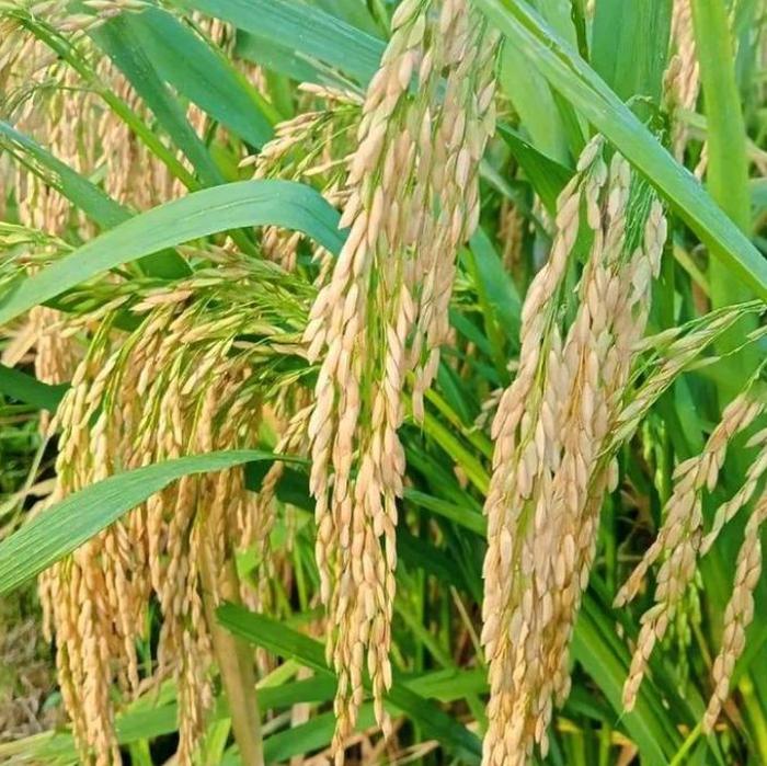 Gambar Benih Padi GALUR NUSANTARA Kemasan 5Kg Kacang Daun Tanaman Bibit Montong Cepat berbuah dari YJTani undefined Tokopedia