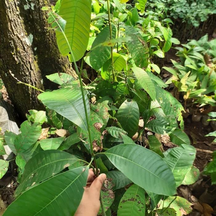 Gambar Bibit LANGKA Buah Mangga Kweni - Buah Kuweni -Tanaman Kueni - Bembem bibit berkualitas premium dari GRIYA.WARU undefined Tokopedia