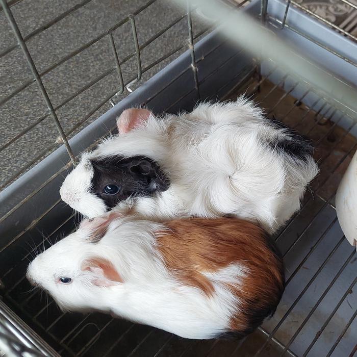 Abu Harga Guinea Pig Abuabu Coklat Dan Putih Rambut Pendek Guinea