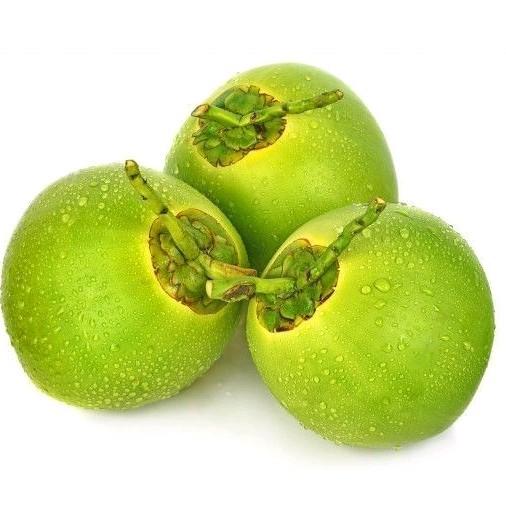 Gambar benih (b!b!t kelapa pandan wangi) benih kelapa pandan wangi dari Toko Bibit Sharmala undefined Tokopedia