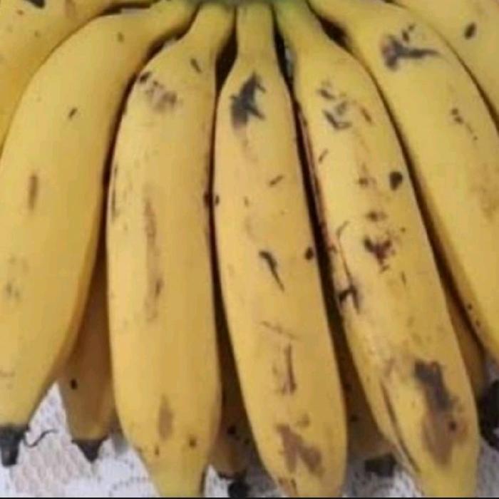 Gambar pisang uli manis besar 1sisir alpukat buah segar dari toko SAE express undefined Tokopedia