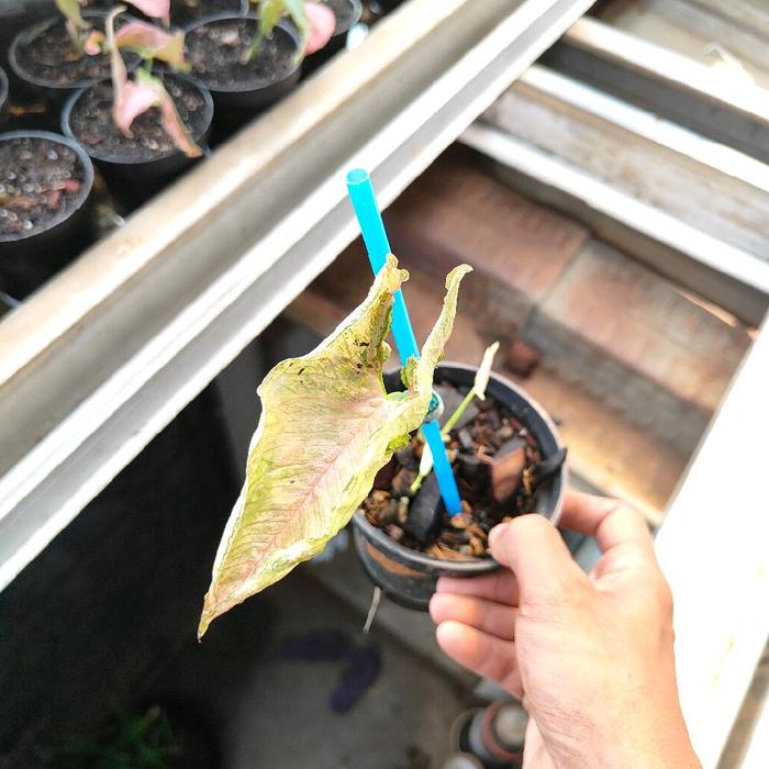 Gambar Syngonium Pink Roll Tanaman Hias Bunga Real Pict Murah Ekonomis - Real Pict 1 dari Narera Super Store undefined Tokopedia