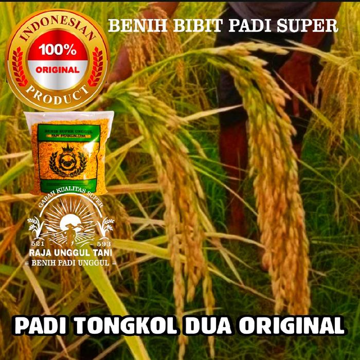Gambar 1Kg BENIH BIBIT PADI 2 TONGKOL ORIGINAL SUPER UNGGUL TONKOL DUA dari RAJA BENIH UNGGUL undefined Tokopedia