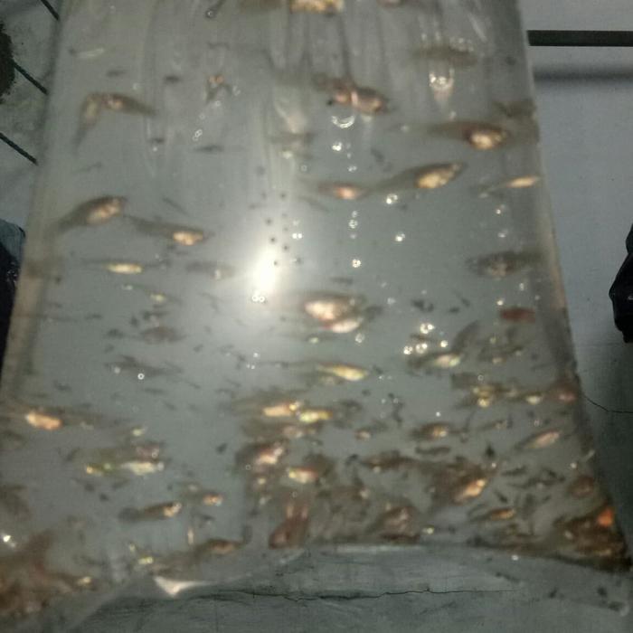 Gambar Ikan Cere / Gapi Gratisongkir dari UWAI Store undefined Tokopedia
