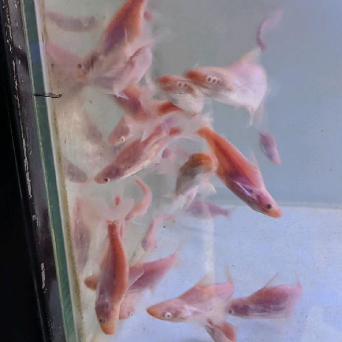 Gambar Hiasan aquarium ikan Pangasius Albino Short Body dari DAFA GOLDFISH undefined Tokopedia