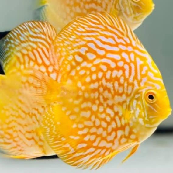 Gambar burayak ikan discus 1inch paket promo 10 ekor - yellow pigeon, 1 ekor 1cm dari discus guppy undefined Tokopedia