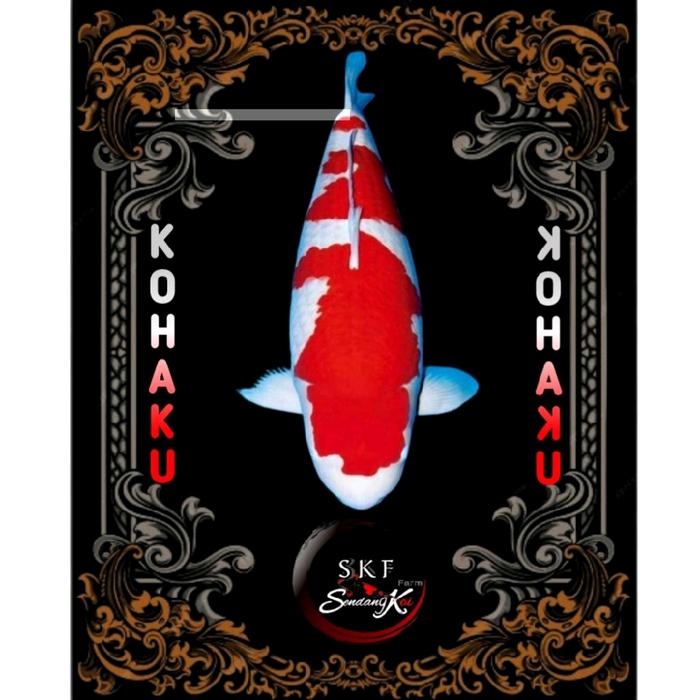 Gambar Anakan Ikan koi Grade sz 5-12cm, Asli Petani Blitar - Kohaku dari sendang koi blitar undefined Tokopedia