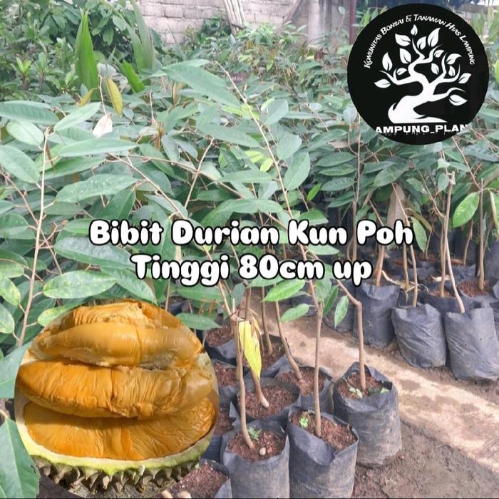 Gambar Full Media Bibit Durian Kun Poh Import Tinggi 80cm Lebih Batang Besar dari Lampungplant undefined Tokopedia