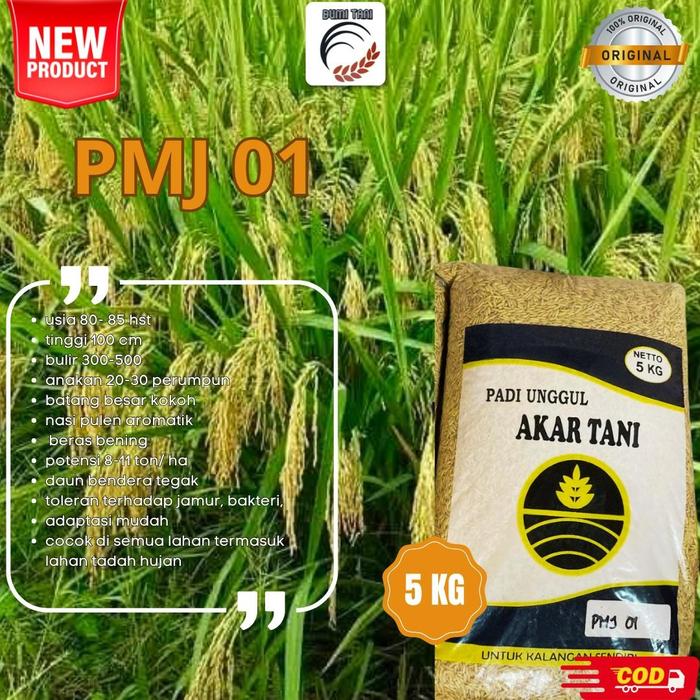 Gambar Benih Padi PMJ 01 5kg Original Bibit Padi PMJ 01 Benih Padi Unggul dari Bumi Tani Kebumen undefined Tokopedia