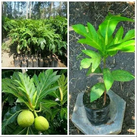 Gambar bibit buah sukun kuning / sukun mentega tanaman Pohon sukun dari Alfazza bibit murah undefined Tokopedia