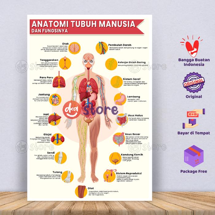 Gambar Poster Edukasi Anatomi Fisiologi / Gambar Skema Mengenal Tubuh Manusia dan Fungsinya - Anatomi Tubuh dari DKA STORE ID undefined Tokopedia