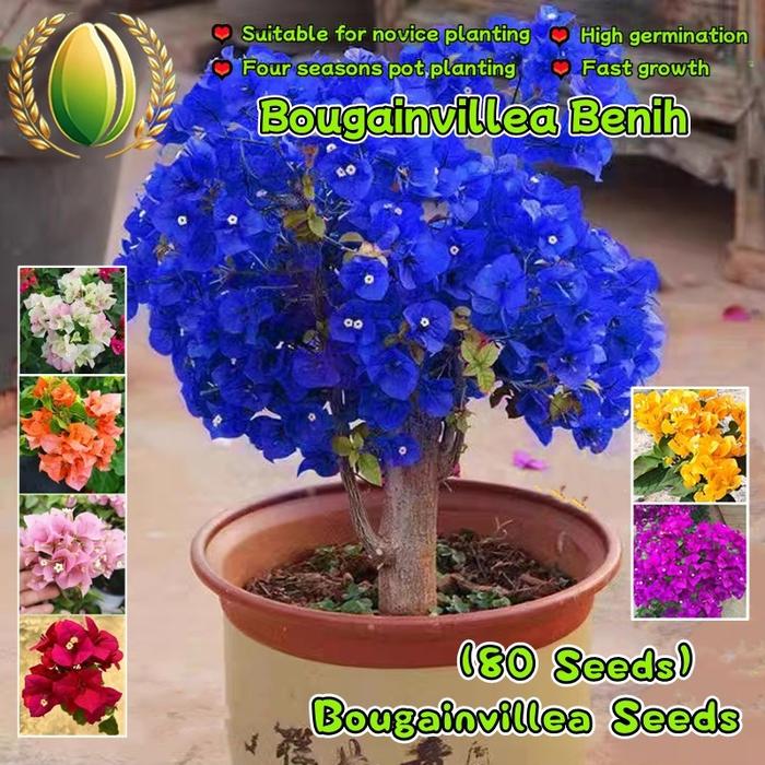 Gambar 70 Biji/paket Benih Bougainvillea Langka Campuran Warna Untuk Menanam Bunga Tanaman Hias Dalam Ruangan Berkebun, Bibit Bonsai, Menanam Bunga, Dekorasi Taman Luar Ruangan Bougainvillea Seeds - 2 Paket  dari Benih Pilihan Alam Kota Administrasi Jakarta Pusat Tokopedia
