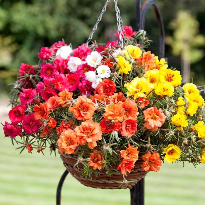 Gambar Benih Bibit Bunga Krokot Moss Rose Portulaca Mix Color isi 200 Biji - Moss Rose 200 Biji dari Dahlia Farm undefined Tokopedia