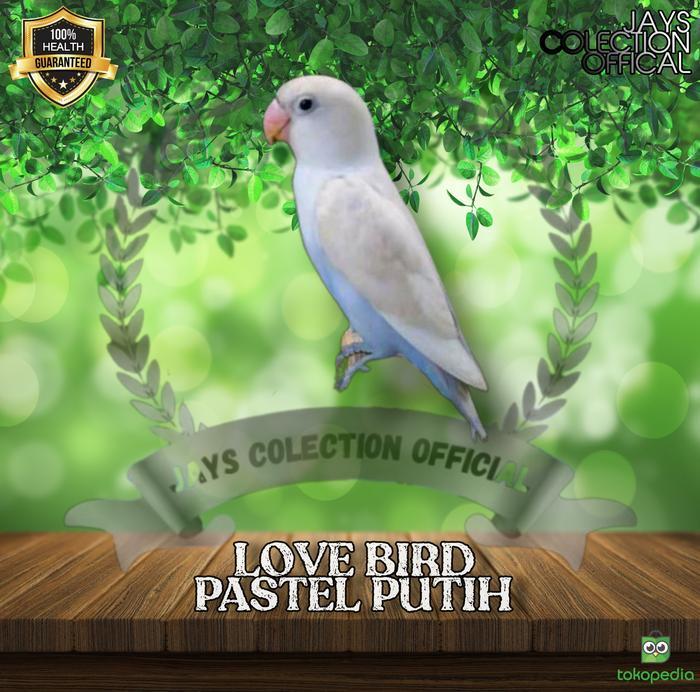 Gambar INSTAN BURUNG LOVEBIRD PASPUT LARIS dari LINTANG SATWA undefined Tokopedia