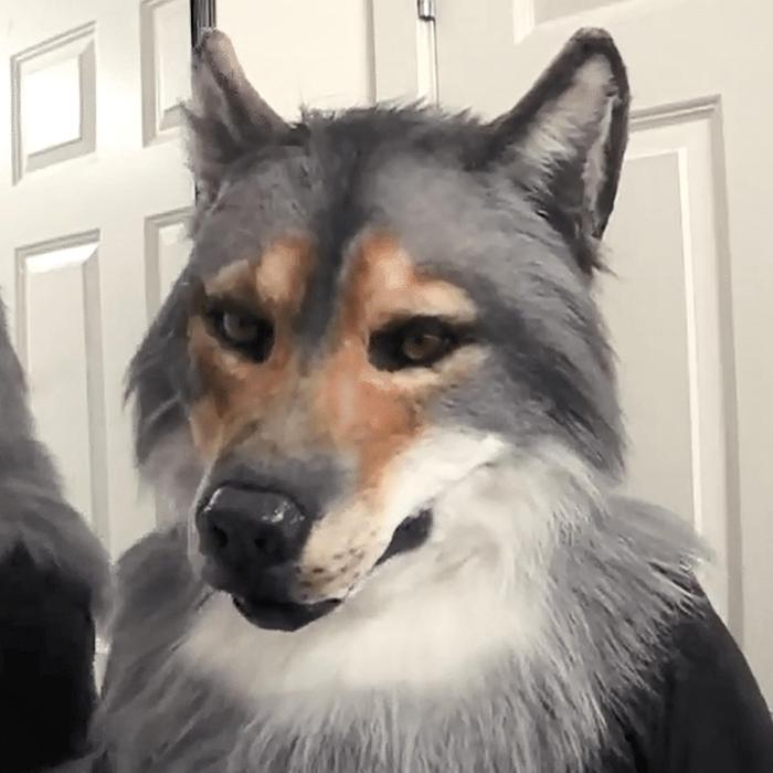 Gambar Realistic Wolf Head Animal Mask Halloween Horror Head Cover With Hair Stage Play Werewolf Costume Mask Role Playing Props dari peueheggw undefined Tokopedia