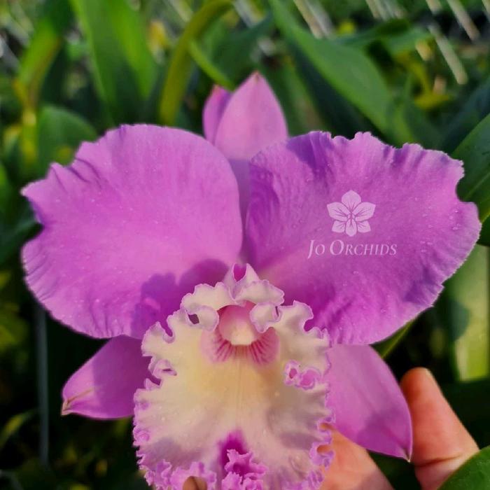 Gambar Anggrek Cattleya Chian Tzy Marvel dari Jo Orchids undefined Tokopedia